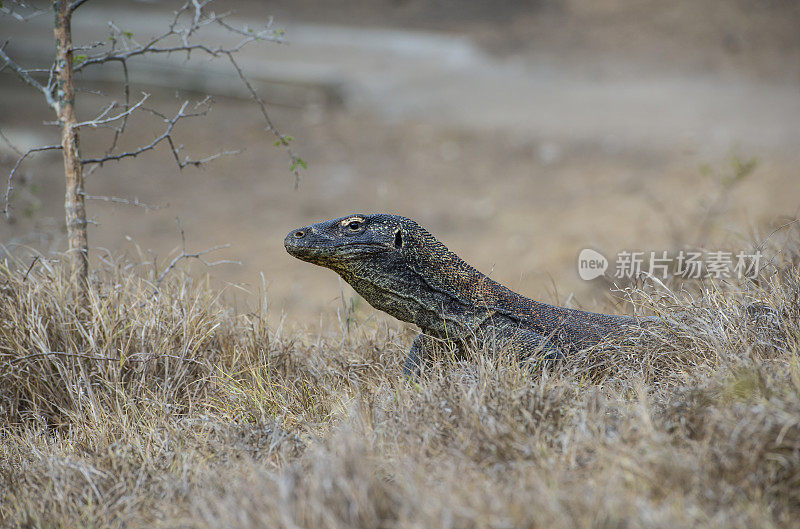 野生动物拍摄的科莫多龙(Varanus komodoensis)